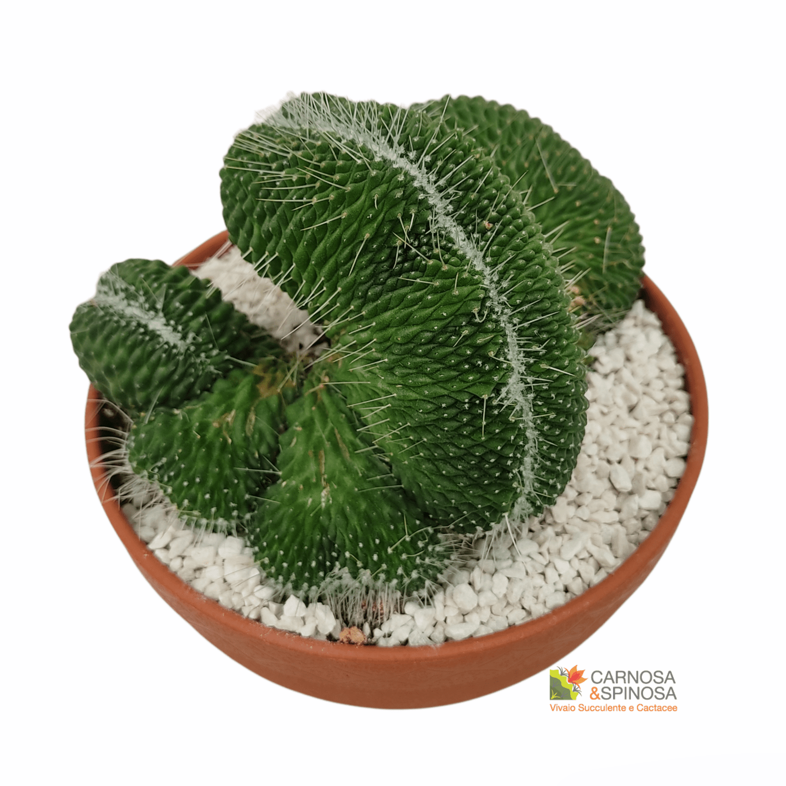 Mammillaria Spinosissima cv. Un Pico Crestata - Carnosa & Spinosa