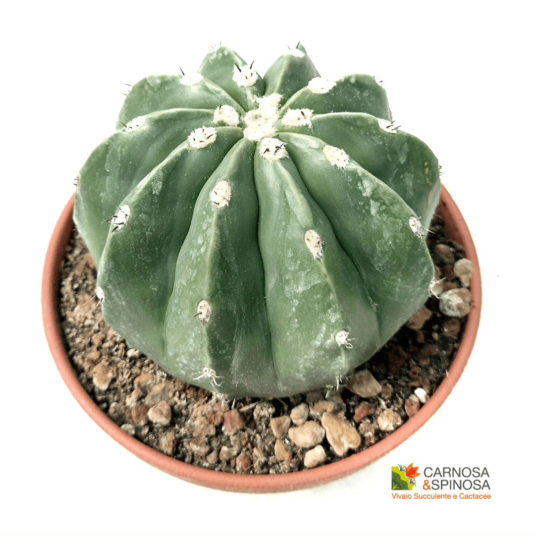 Melocactus Maxonii Inermis - Carnosa & Spinosa