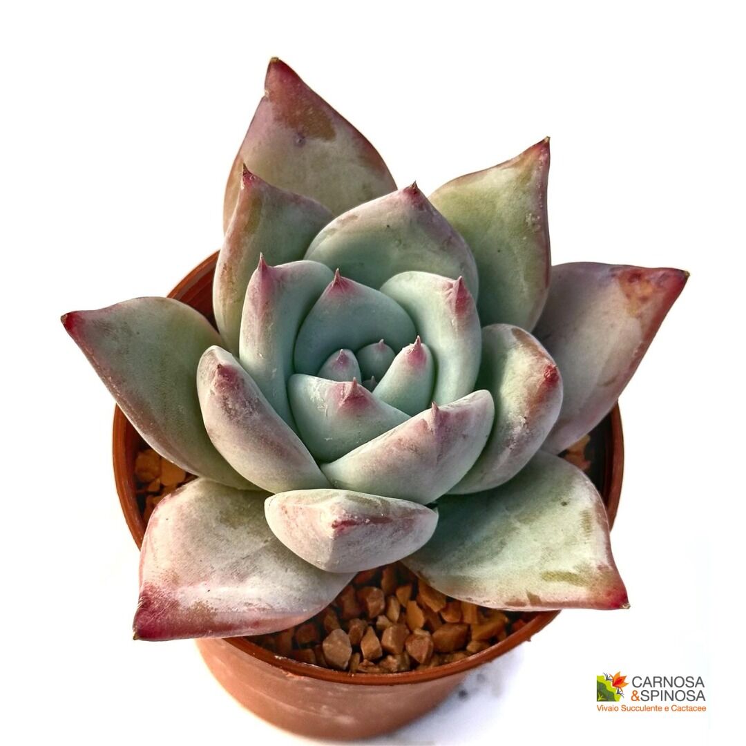 Echeveria Colorata f. Tapalpa