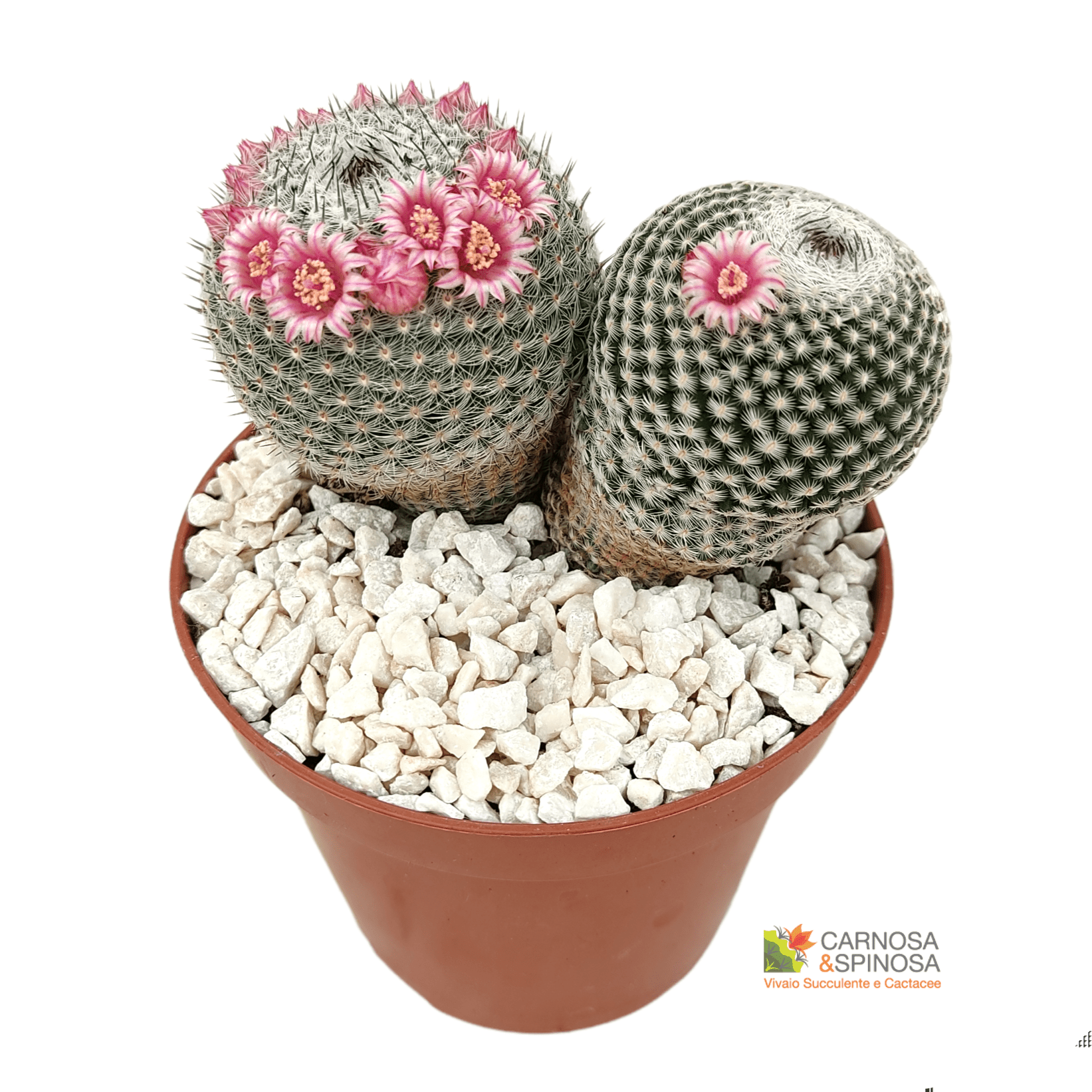 MAMMILLARIA E CACTUS PIANTA GRASSA VASO - Balestrate (Palermo)